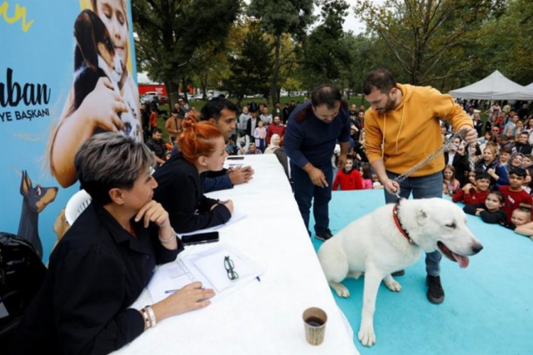 Bursa'da İnegöl’ün kedi ve köpekleri podyumu süsledi