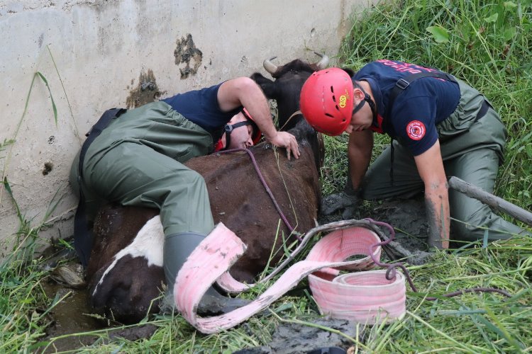 Düzce'de bataklığa saplanan inek kurtarıldı